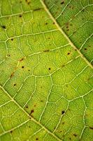 venas de hojas verdes fondo verde foto