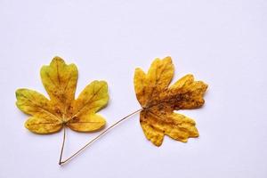 yellow leaves on the white background photo