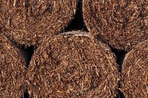 Dry straw hay texture background photo