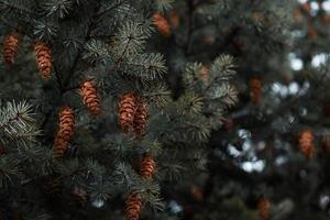 Cones on the branches of a large spruce