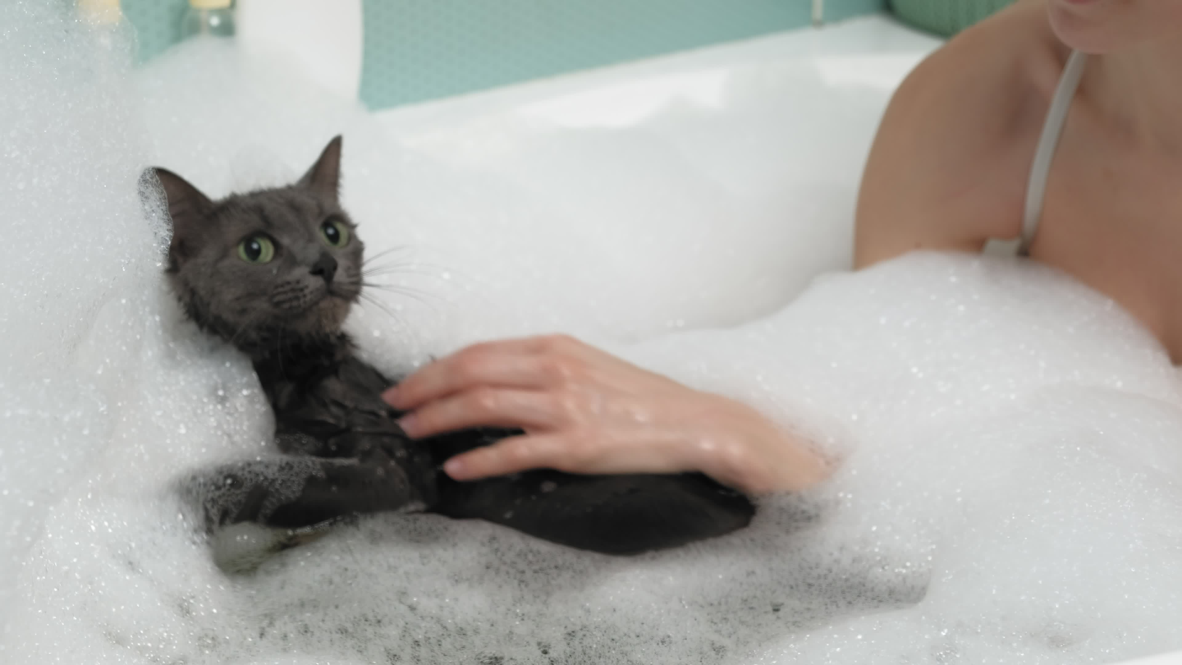 Cat Shower Stock Video Footage for Free Download