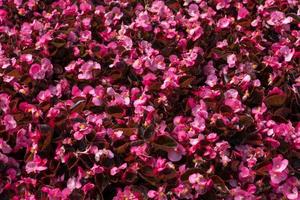 Red flowers texture background photo