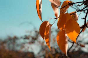 Autumn leaf on a branch on a sky background photo