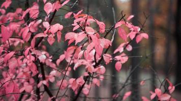 Branch with red and pink leaves on the background of bare trees photo