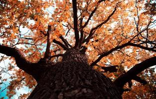 Autumn colored oak tree top in fall season photo