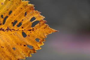 Yellow autumn leaf on a background of autumn on a blurred background photo