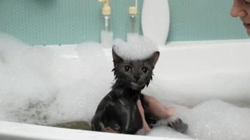 uma mulher dá banho em um gato no banheiro