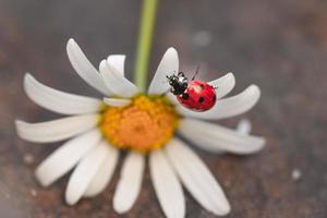 macro of a ladybird coccinella hanging upside down on a petal of a daisy leucanthemum blossom in mountain meadow in summer season with copy space