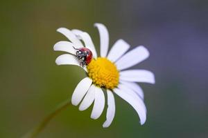 macro of a ladybird coccinella sitting on a petal of a daisy leucanthemum blossom in mountain meadow in summer season with copy space