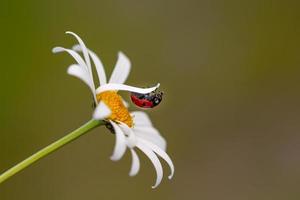 macro of a ladybird coccinella hanging upside down on a petal of a daisy leucanthemum blossom in mountain meadow in summer season with copy space photo