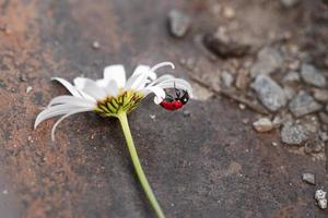 macro of a ladybird coccinella hanging upside down on a petal of a daisy leucanthemum blossom in mountain meadow in summer season with copy space photo