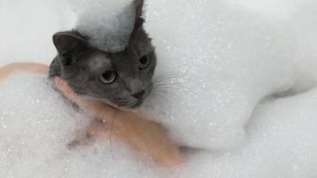 Eine Frau badet eine Katze im Badezimmer