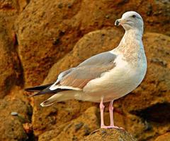 Seagull Pose on a rock at Fogarty Creek State Park Lincoln Beach OR photo