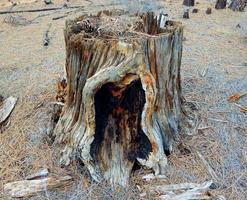 Ponderosa Stump at Sisters Cow Camp near Sisters OR photo