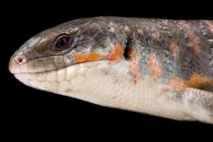 Algerian skink    Eumeces algeriensis photo