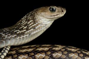 Keeled Rat Snake  Ptyas carinata photo