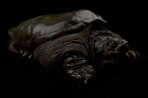 Common snapping turtle Chelydra serpentina photo