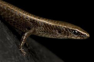 sotobosque de anteojos tegu gymnophthalmus underwoodi foto