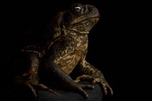 Cane toad   Rhinella marina photo