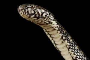 Congo dwarf water cobra    Naja nana photo