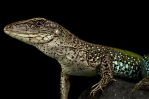 ameiva gigante ameiva ameiva foto