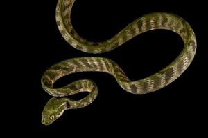 Bengkulu cat snake   Boiga bengkuluensis photo