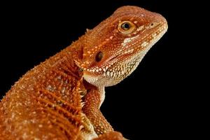 Bearded dragon  Pogona vitticeps photo