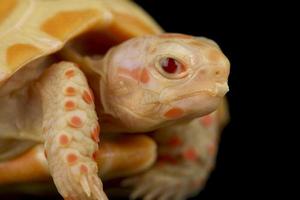 Tortuga de patas rojas albina chelonoides carbonaria foto