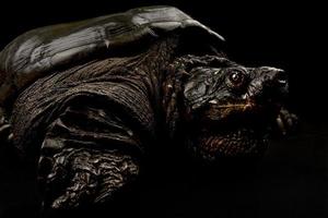 Common snapping turtle  Chelydra serpentina photo