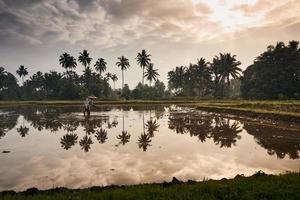 Paddy field mud reflection photo