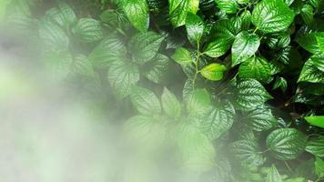 Vertical garden with tropical green leaf with fog and rain