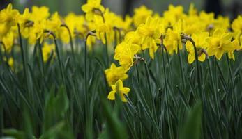 floral background with blooming yellow tulips on a flower bed and selective focus photo