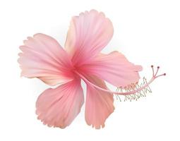 Naturalistic beautiful pink blooming hibiscus flower vector