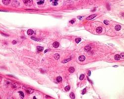 Testicle Leydig cells photo