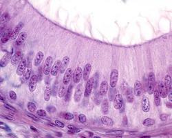 Human epididymis epithelium photo