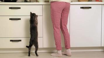 uma mulher alimenta um gato na cozinha video