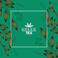 green tea lettering poster with leaves in square frame vector