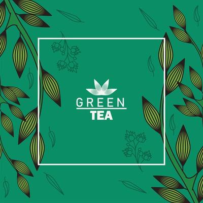 green tea lettering poster with leaves in square frame