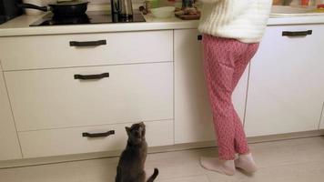 uma mulher alimenta um gato na cozinha video