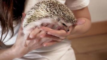 A woman holds a hedgehog pet in her hands video