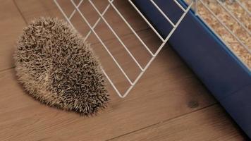 The domestic hedgehog crawls near the cage video