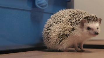 The domestic hedgehog crawls near the cage video