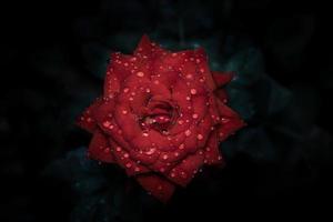 Red rose and rain drops photo