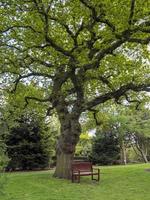 Wooden bench beneath a beautiful oak tree photo