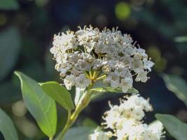 White Viburnum flowers and green leaves in spring photo