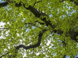 hojas verdes frescas de primavera en un árbol de roble foto