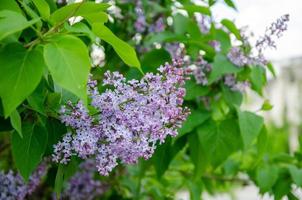 Lovely flowers of blooming purple lilac in the sun