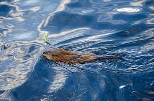 Animal otter swims and eats in the water photo