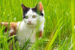 Beautiful kitten in green grass cat on the lawn photo