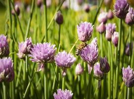 Bee on chive flowers photo